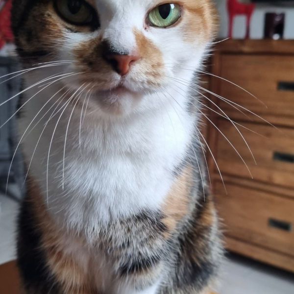 Nimo