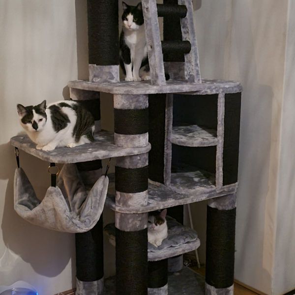 Teiger, Max, Juno, Bikkel