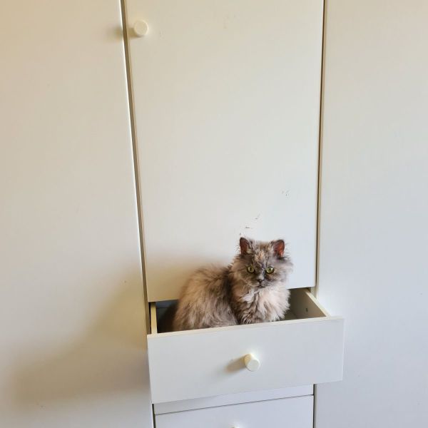 Yuki