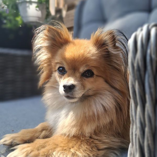 Pip
