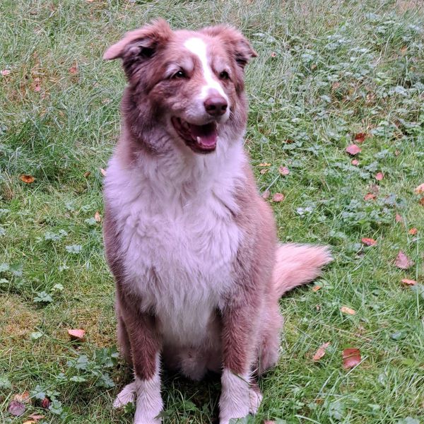 Balou