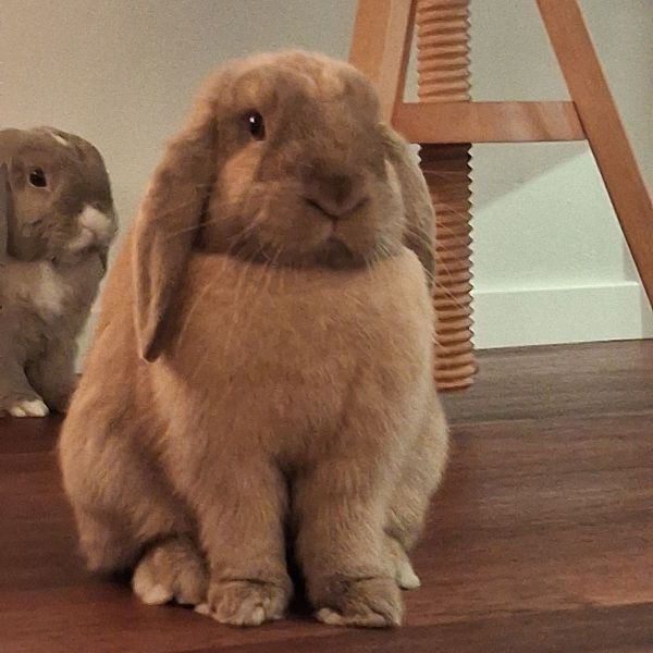 Whisky