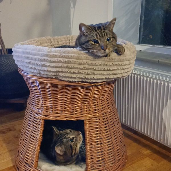 Odin en Loki