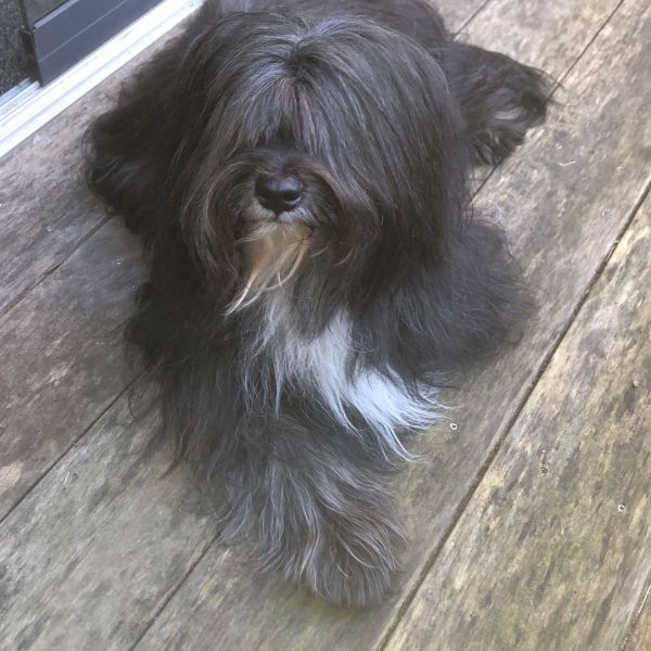 Benji