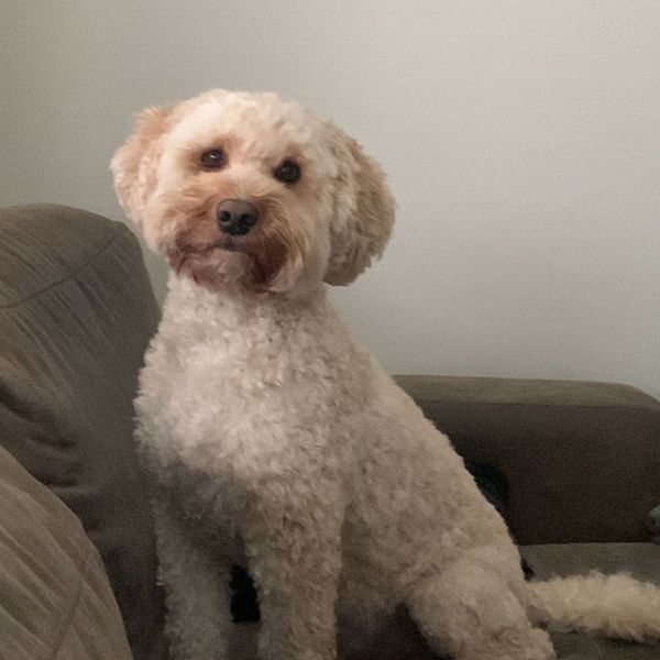 Dex