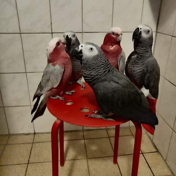Coco, Charlie, Loui, Happy, Noa