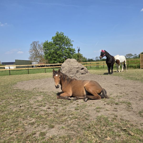 Zizou, Mattie en Treasure