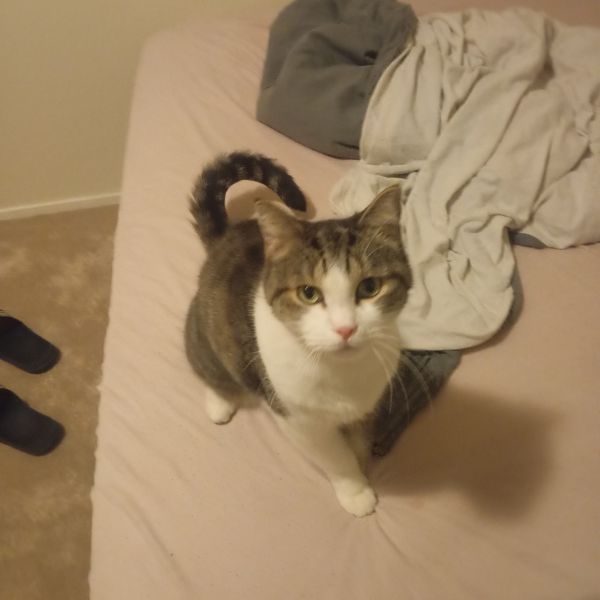 rocky broekie