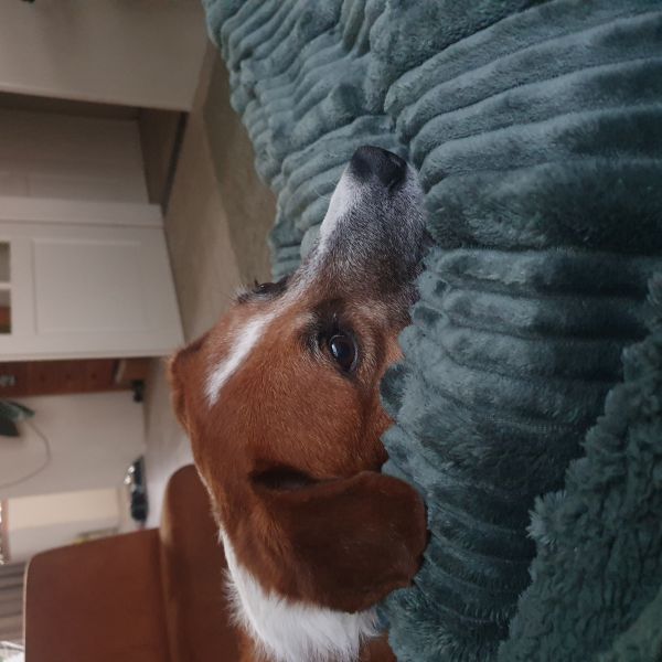 Dex