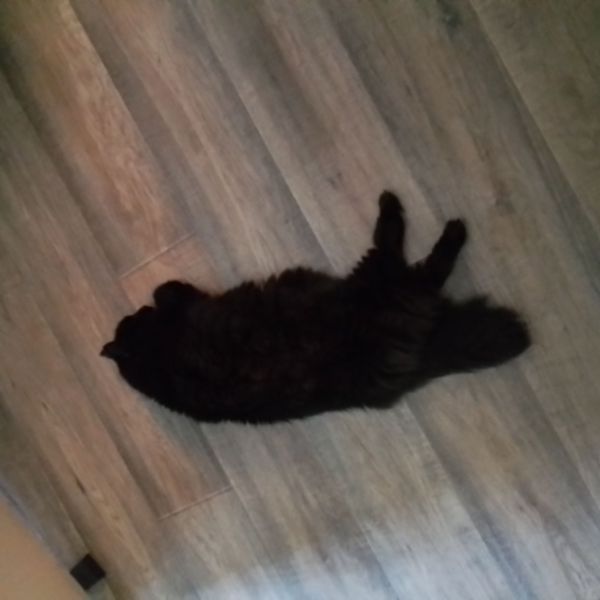 Morris