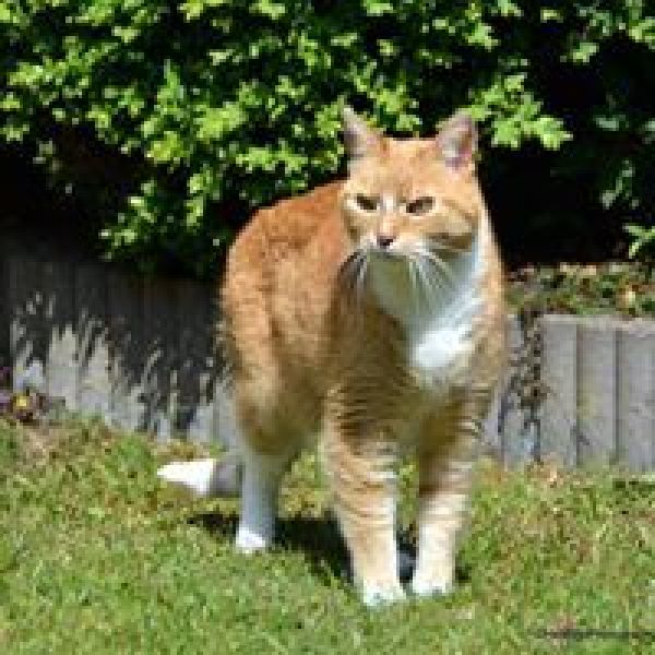 Angus