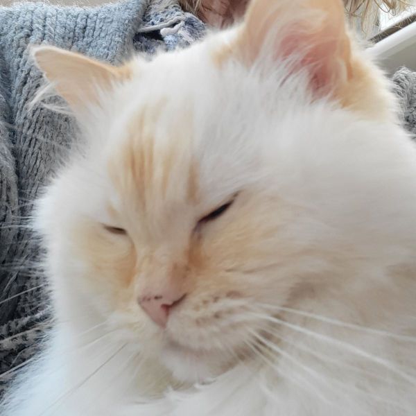 Max de kater