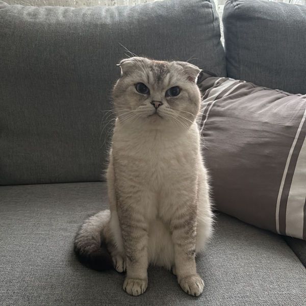 Pamuk
