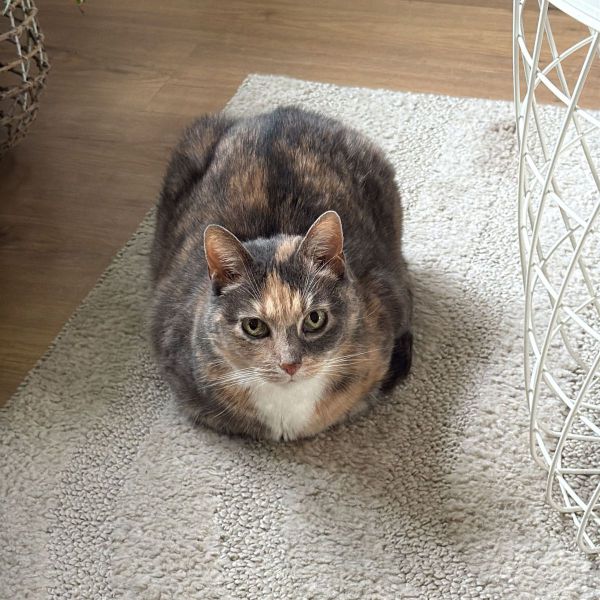 Mia