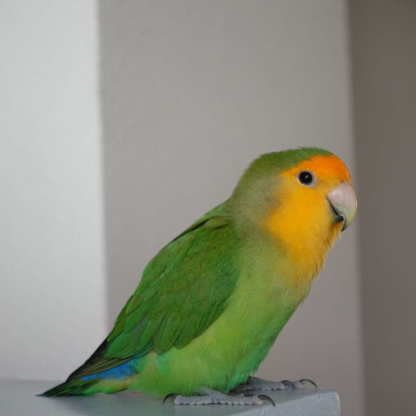 Charlie