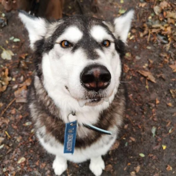 Rafa