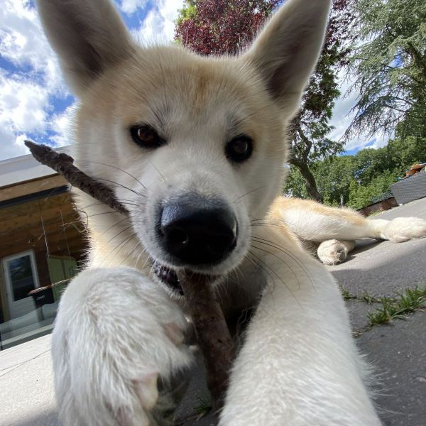Kira