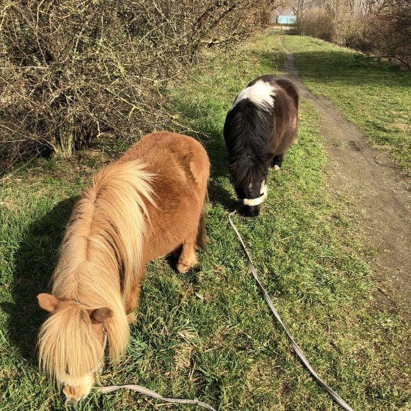 Merlijn, Misty, Muis en Saskia