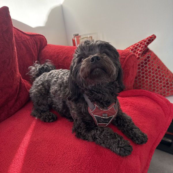 Mica