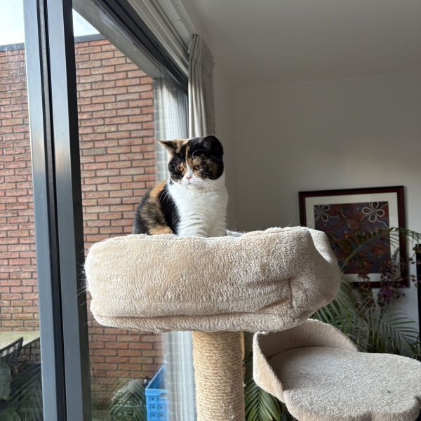 Noortje