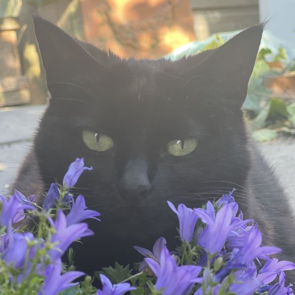 Meisje
