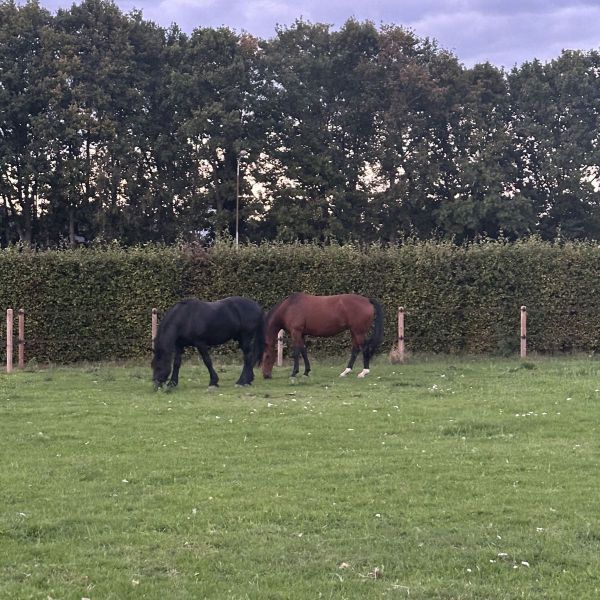 Paarden