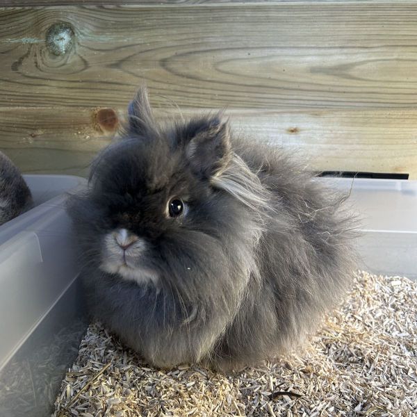 Simba