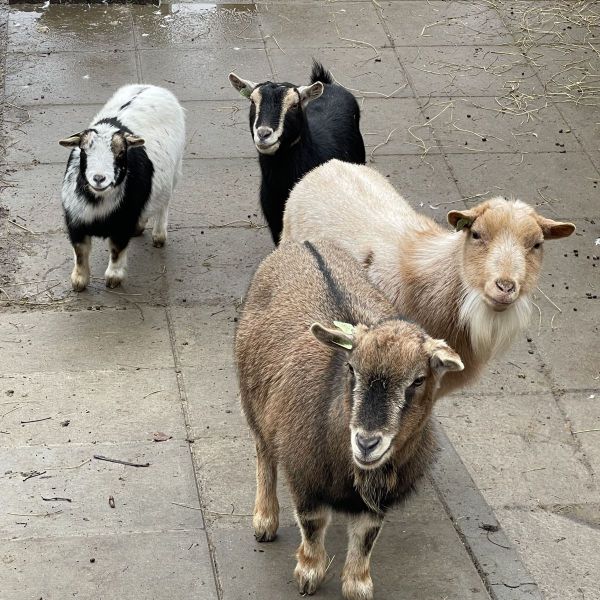 Geit Pip en vriendjes