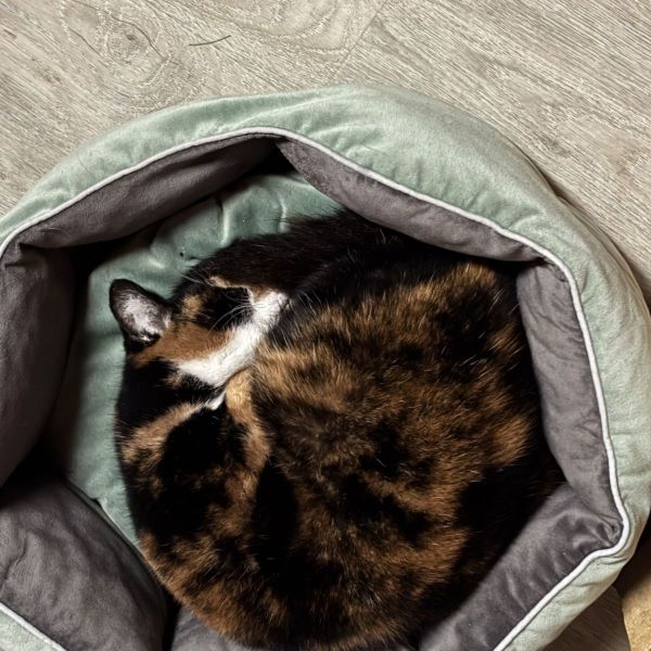 Katten
