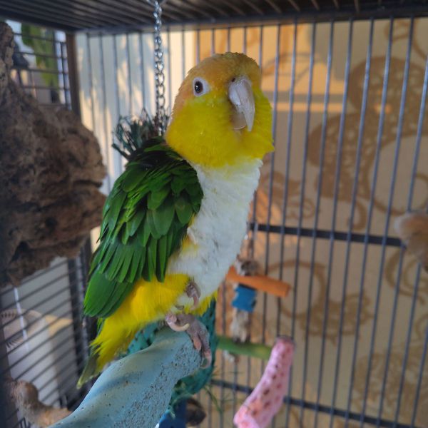 Rafiki