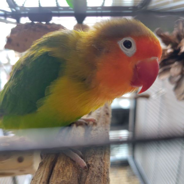 Simba