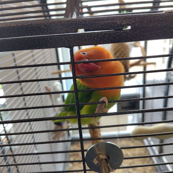 Gyro