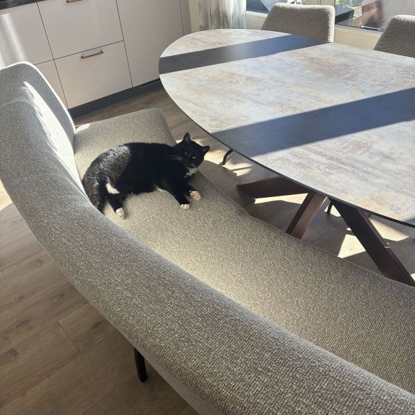 Poes