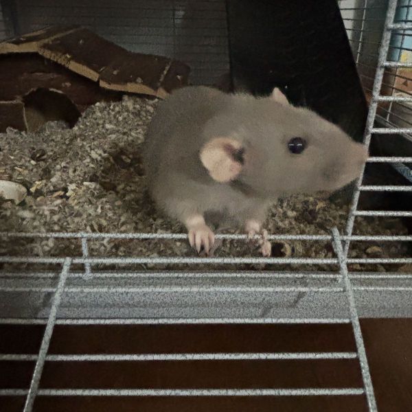 Ratten