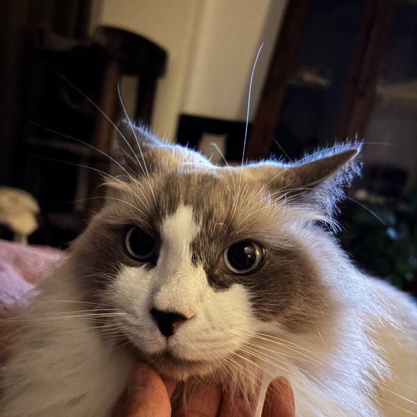 Boris