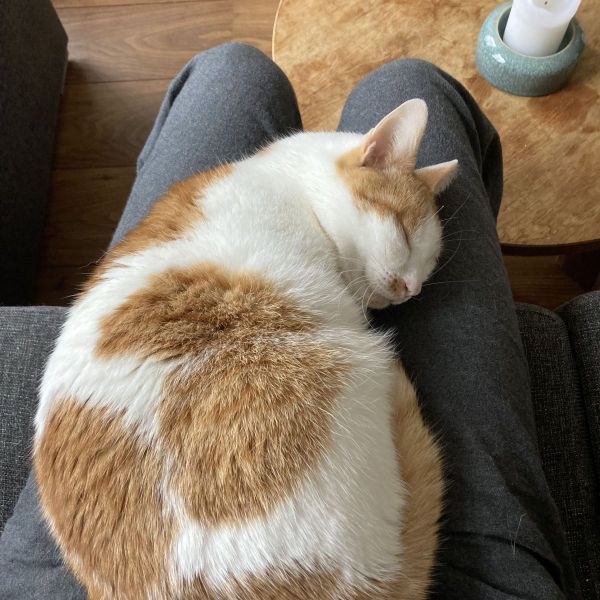 Nala