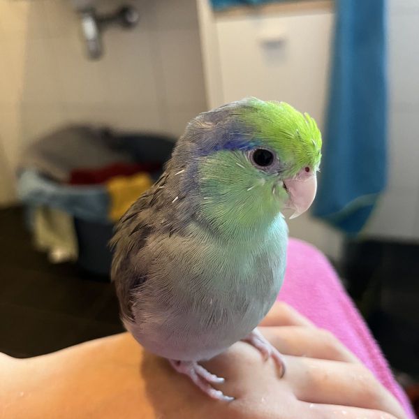 Olaf