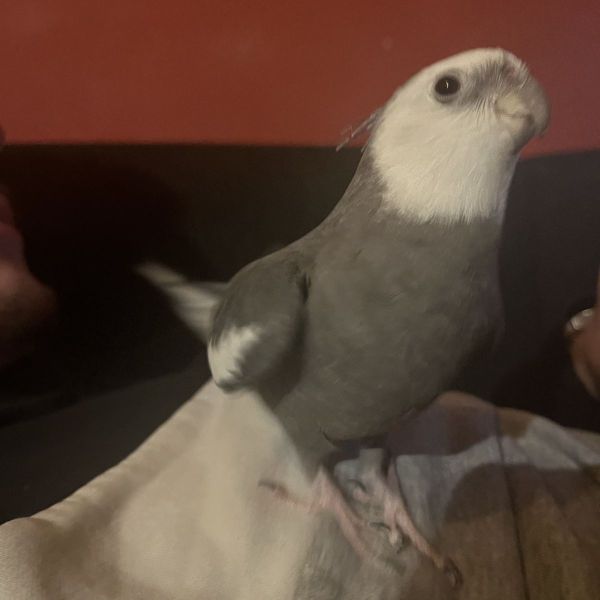 Stanley