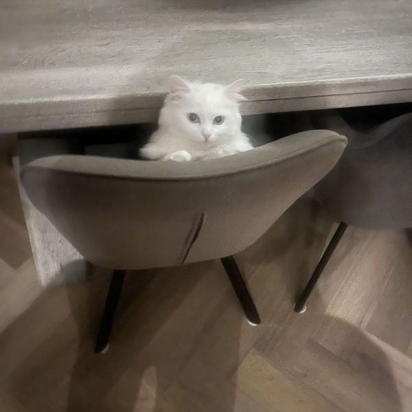 Maui