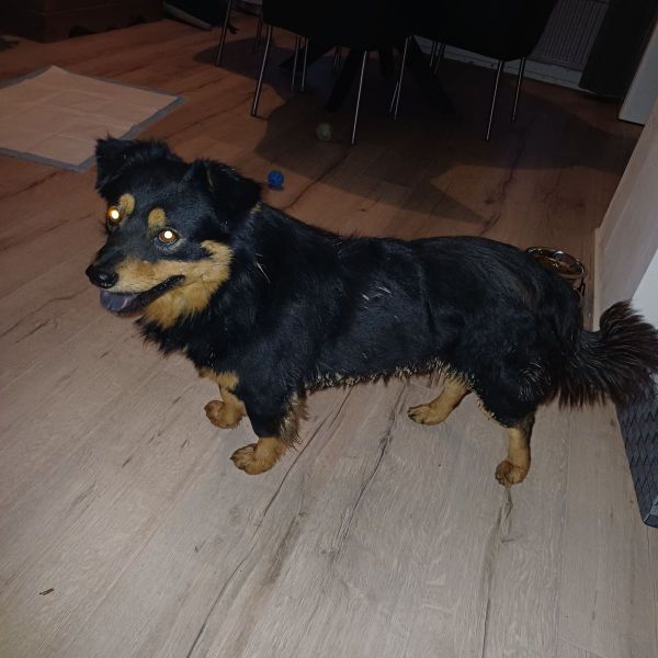 Jovi