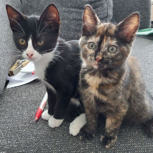 Loki en Yuko