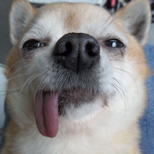 Pongo