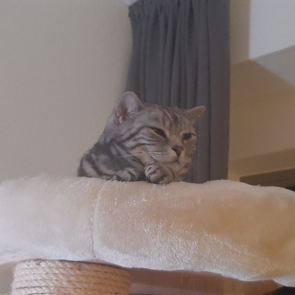 Xavier