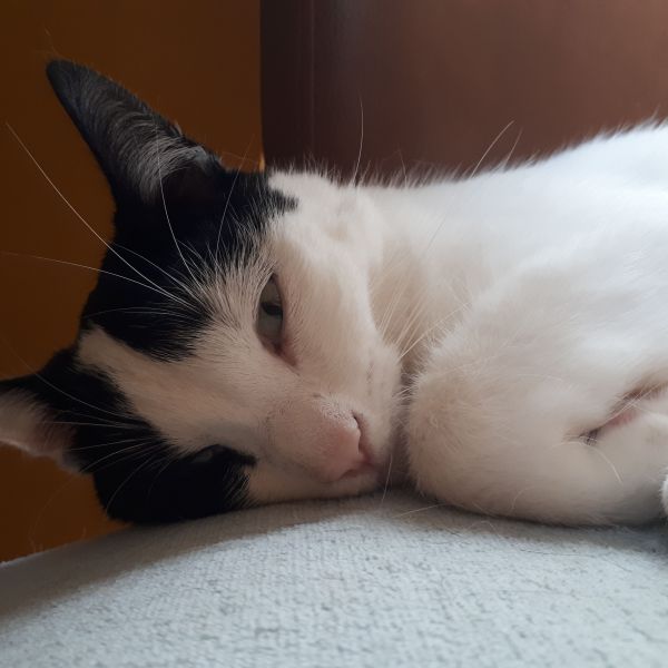 Poes