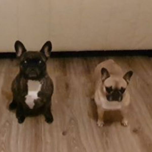 Toby en Buddy