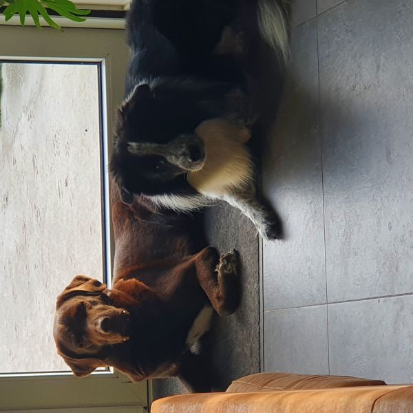 Ollie en Dux