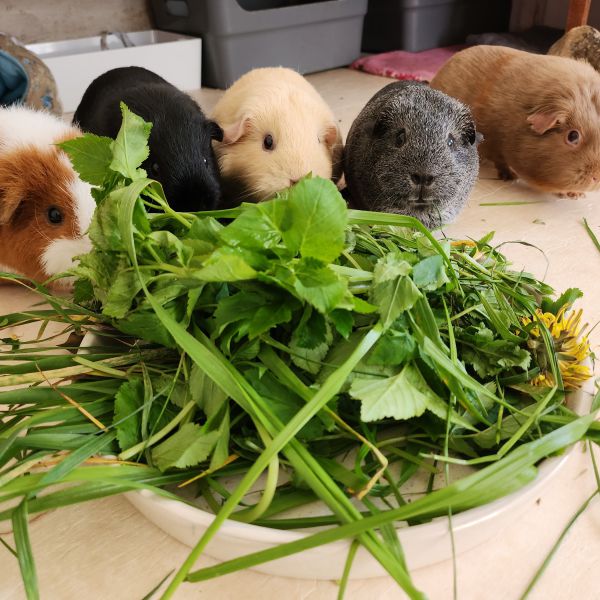 5 cavia's