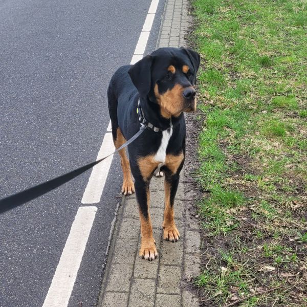 Joep