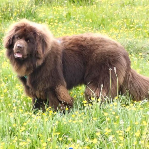 Cooper
