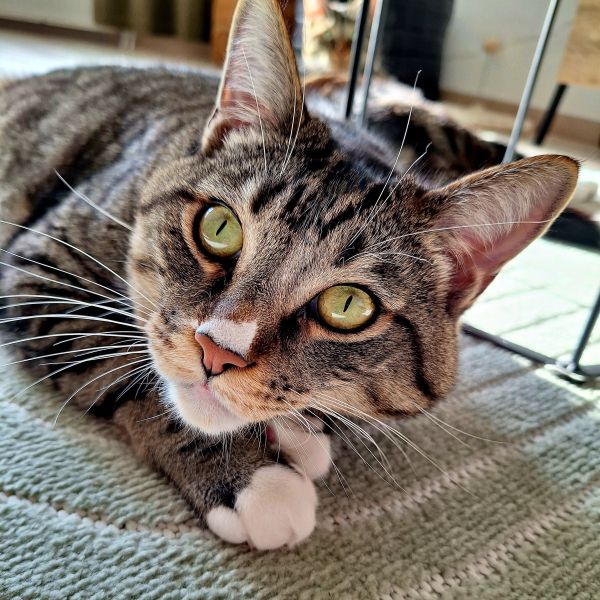 Simba